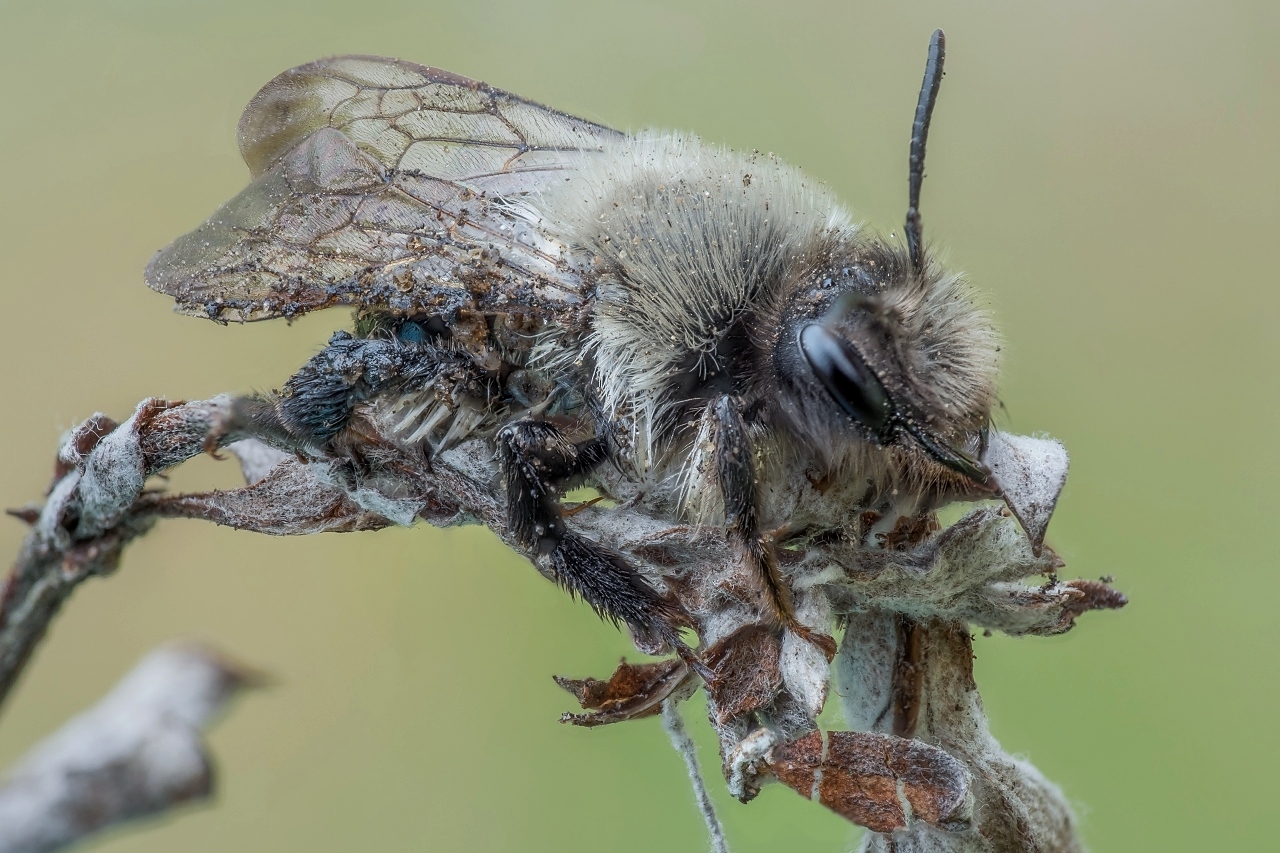 Pszczolinka napiaskowa (Andrena vaga) (2)